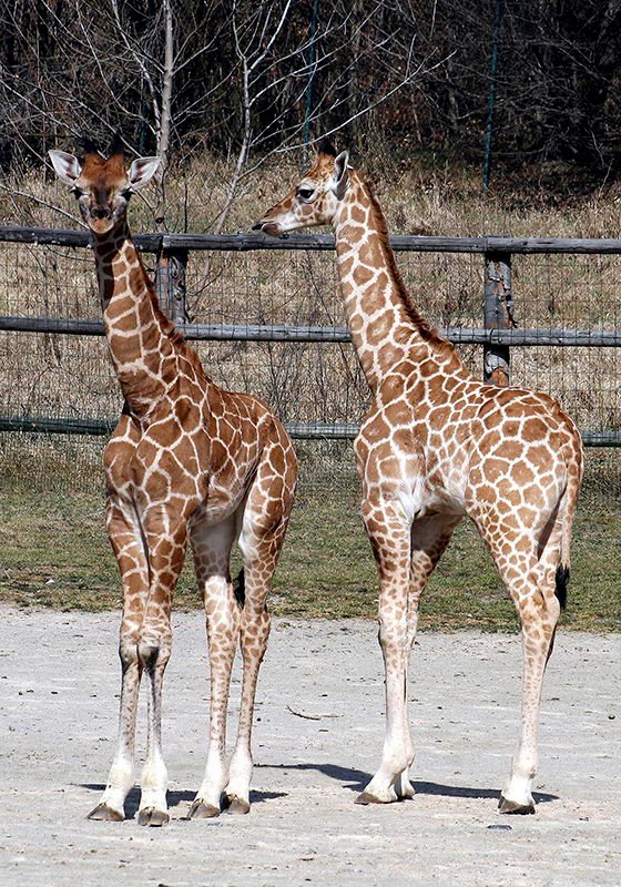 Foto: Josef Sebíň, Zoo Praha